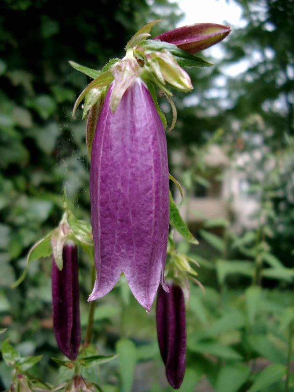 Campanula punctata ’Rubriflora’ (Japanglockenblume)