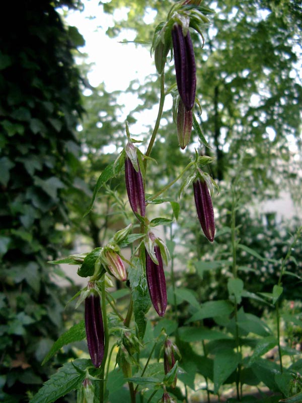 Campanula punctata ’Rubriflora’ (Japanglockenblume)