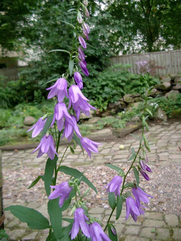 Campanula rapunculoides (Acker-Glockenblume)