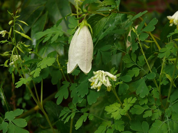 Campanula takesimana (Koreanische -Glockenblume)