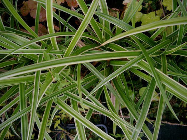 Carex morrowii 'Ice Dance' (Weißgestreifte Japan-Segge)