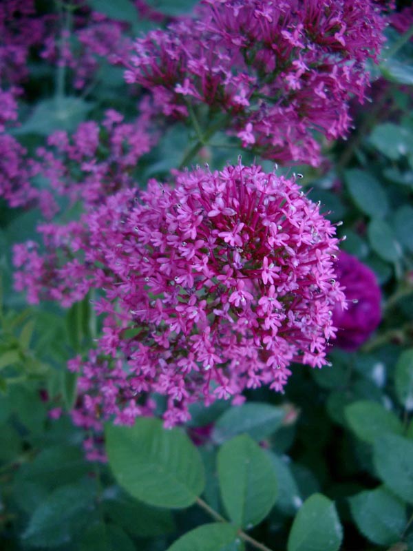 Centranthus ruber `Coccineus` (Rote Spornblume)