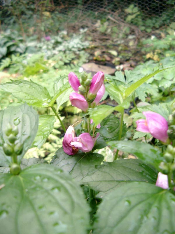 Chelone obliqua (Schlangenkopf)