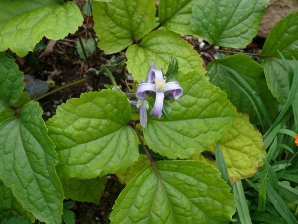 Clematis heracleifolia (Krautige Waldrebe)