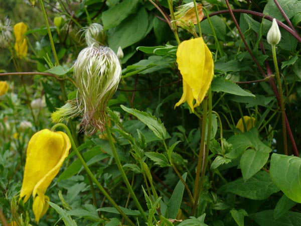 Clematis tangutica (Goldwaldrebe)