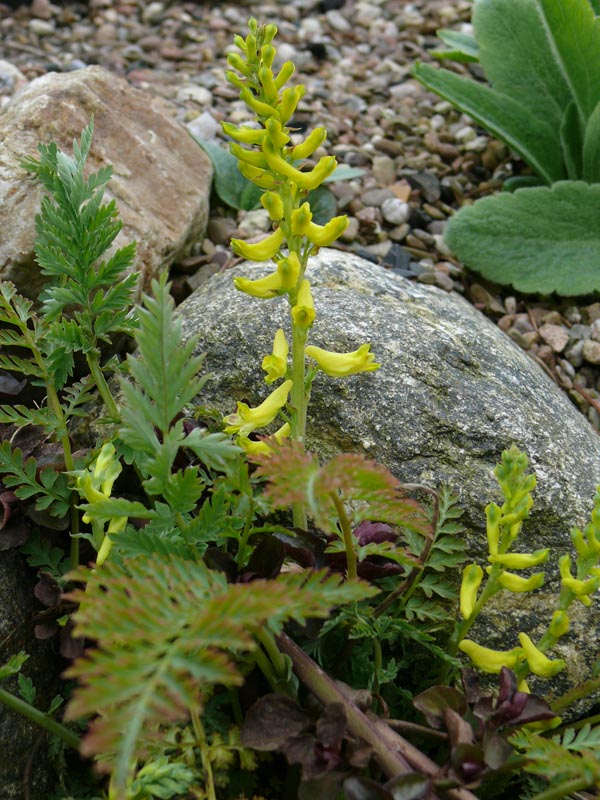 Corydalis cheilanthifolia (Farnblättriger Lerchensporn)