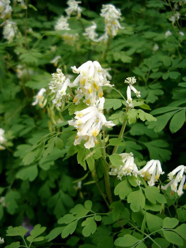 Corydalis ochroleuca (Pseudofumaria alba) (Weißer Lerchensporn)