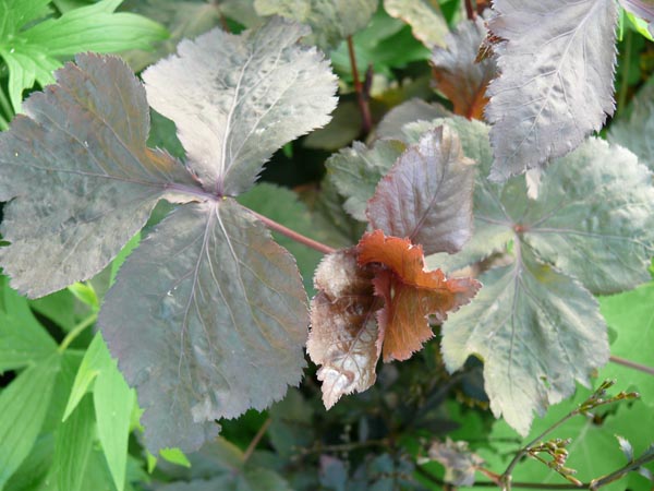 Cryptotaenia japonica 'Atropurpurea' (Japanische Petersilie)