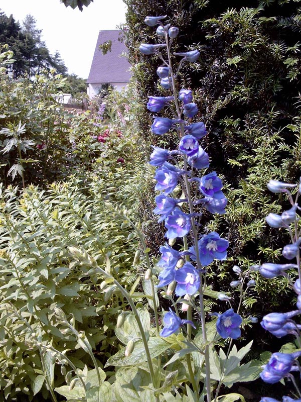 Delphinium Pacific-Hybride 'Blue Bird' (Blauer Rittersporn)