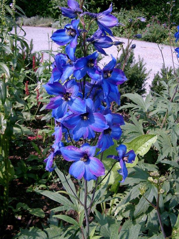 Delphinium x cultorum 'Finsteraarhorn' (Rittersporn)