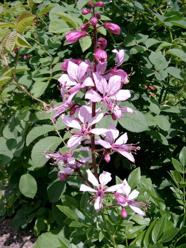 Dictamnus albus var. purpureus (Diptam, Brennender Busch)