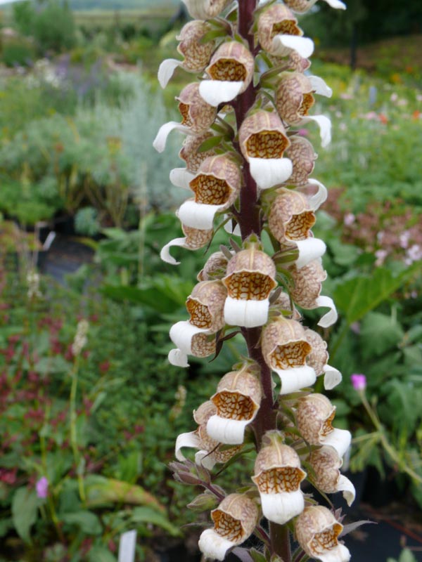 Digitalis ferruginea 'Gigantea’ (Rostroter Fingerhut)