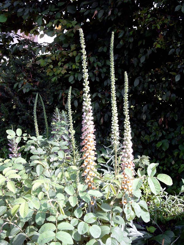 Digitalis ferruginea 'Gigantea’ (Rostroter Fingerhut)