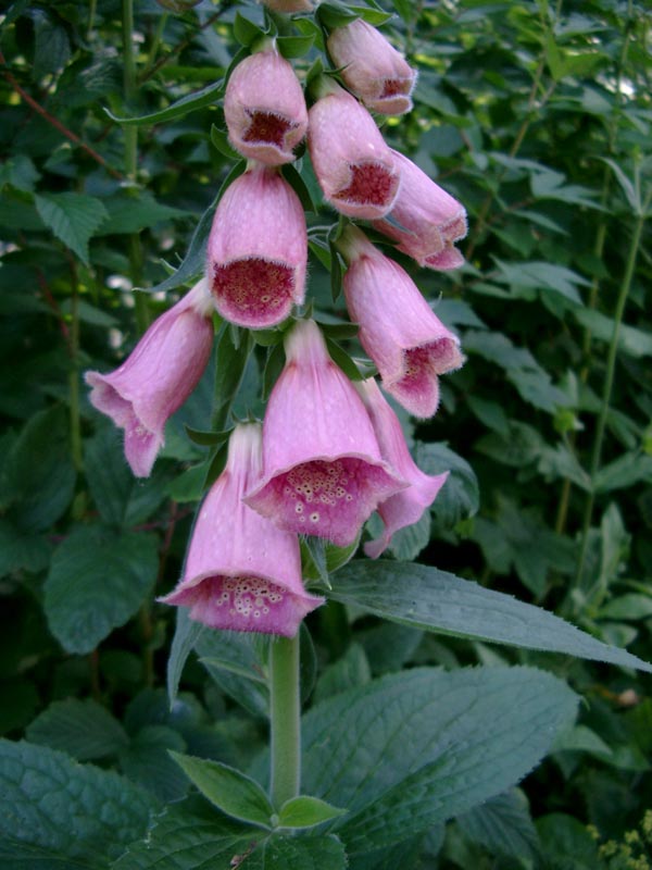 Digitalis mertonensis (Englischer Fingerhut)
