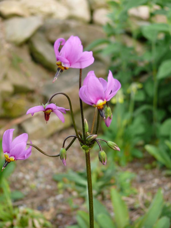 Dodecatheon meadia (Götterblume)