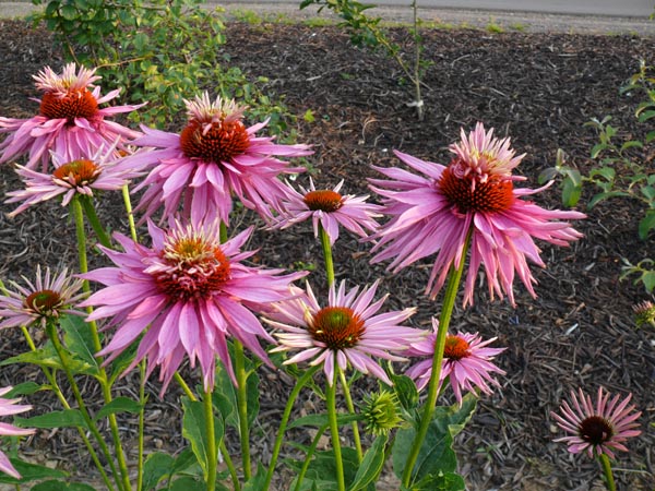Echinacea purpurea 'Doppeldecker' (Etagen-Sonnenhut)