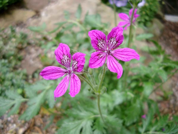Erodium manescavii (Pyrenäen-Reiherschnabel)