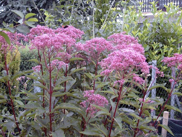 Eupatorium fistulosum 'Atropurpureum' (Purpurdost)