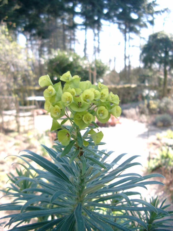 Euphorbia characias ssp. wulfenii (Mittelmeer-Wolfsmilch)