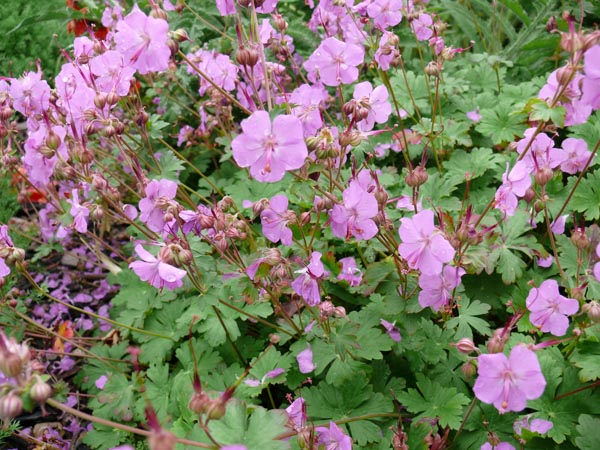 Geranium cantabrigiense 'Karmina' (Cambridge-Storchschnabel)