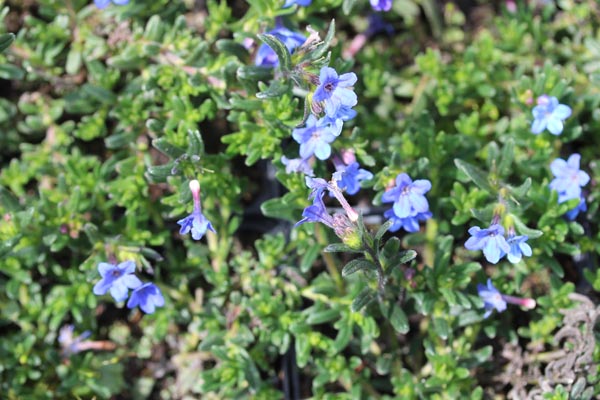 Lithodora diffusa 'Heavenly Blue' (Garten-Steinsame)