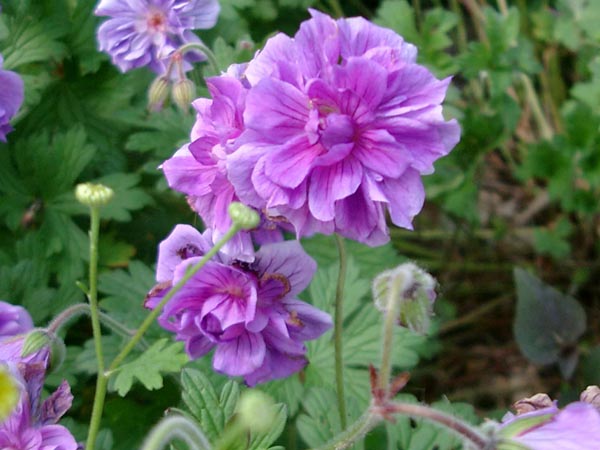 Geranium himalayense ’Plenum’ (Gefüllter Himalaya Storchschnabel)