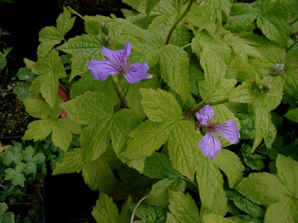 Geranium nodosum (Knotiger Bergwald-Storchschnabel)