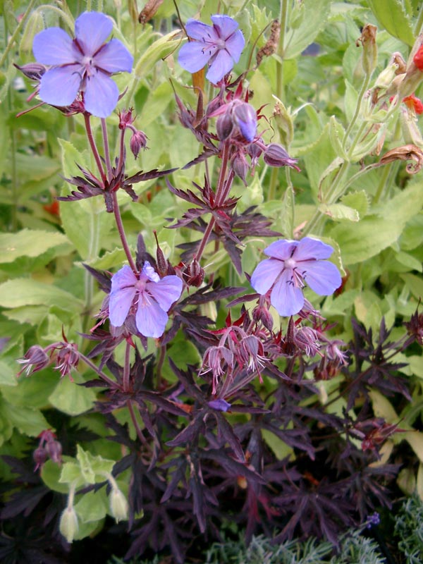 Geranium pratense `Dark Reiter` (Wiesen-Storchschnabel)