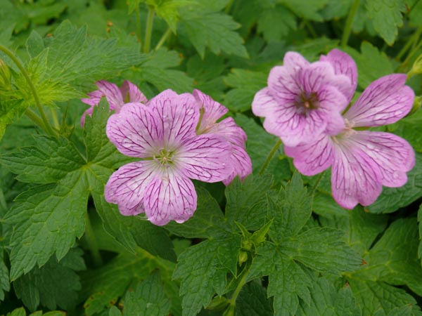 Geranium versicolor (Veränderlicher Storchschnabel)