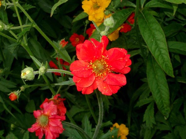 Geum chiloense hybr. ’Feuerball’ (Nelkenwurz)
