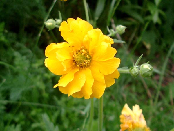 Geum chiloense hybr. ’Goldball’ (Nelkenwurz)
