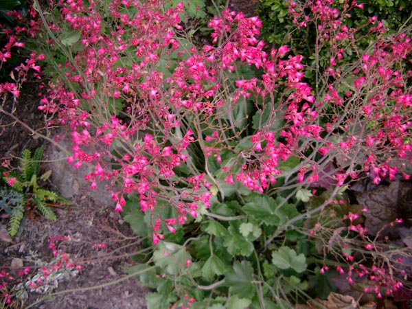 Heuchera sanguinea `Leuchtkäfer` (Garten-Purpurglöckchen)