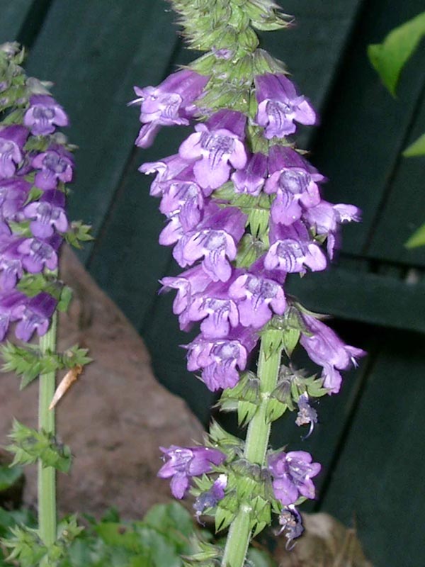 Horminum pyrenaicum (Pyrenäen-Drachenmaul)