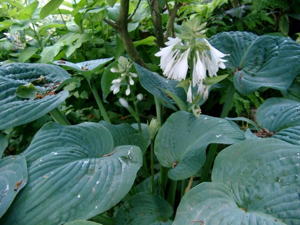 Hosta sieboldiana 'Elegans' (Blaublatt Funkie)