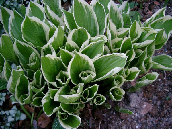 Hosta Hybride 'Francee' (Weißrand-Funkie)