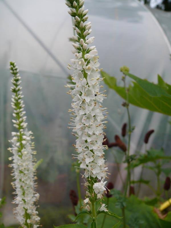Veronica longifolia 'Schneeriesin' (Weißer Garten-Ehrenpreis)