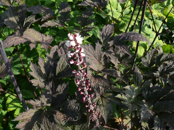Cimicifuga ramosa 'Brunette' (Rotlaubige September-Silberkerze)