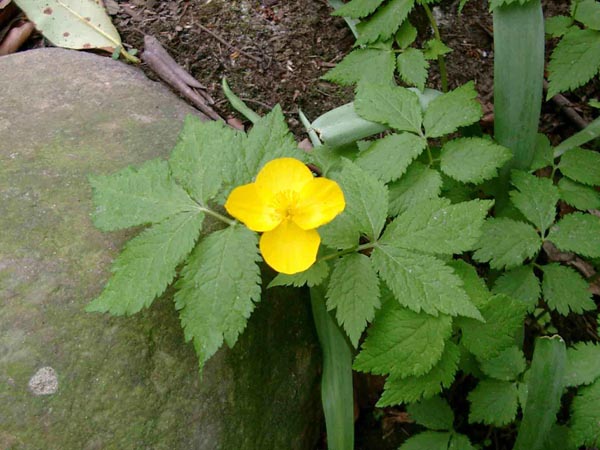 Hylomecon japonicum (Japanischer Scheinmohn)