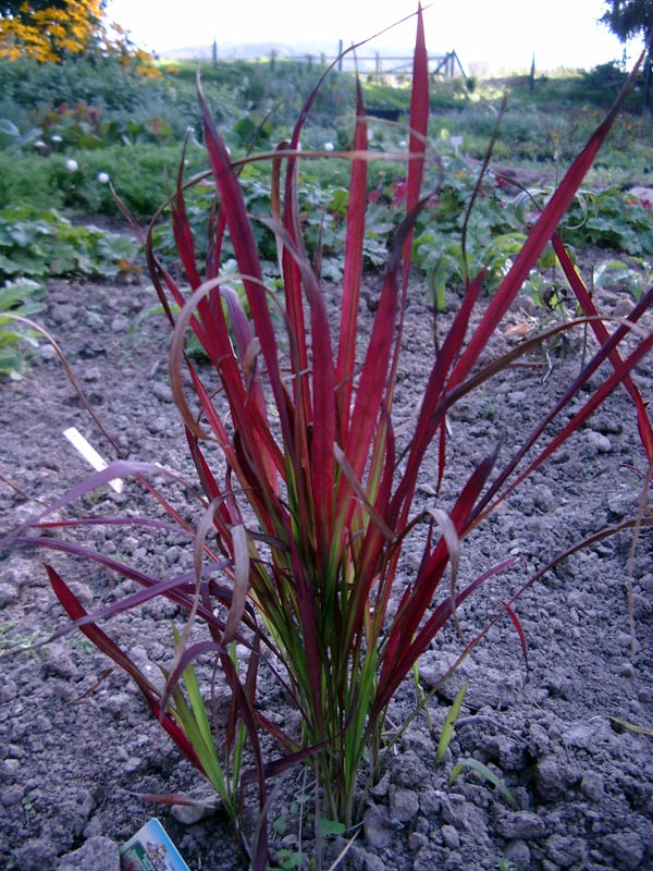 Imperata cylindrica 'Red Baron' (Japanisches Blutgras)