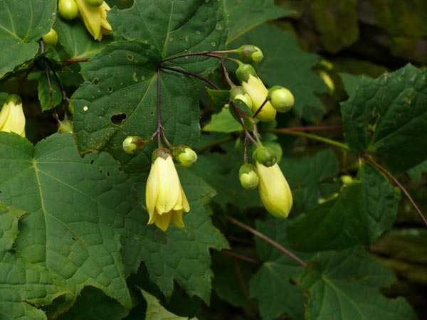 Kirengeshoma palmata (Wachsglocke)
