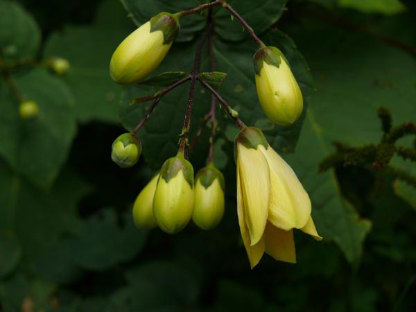 Kirengeshoma palmata (Wachsglocke)