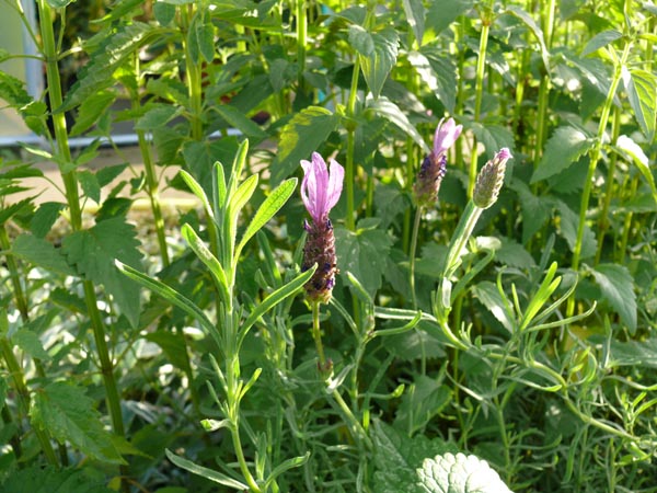 Lavandula stoechas (Schopflavendel)