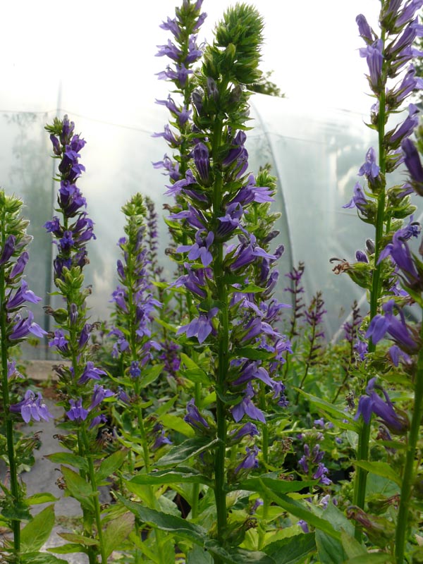 Lobelia siphilitica 'Blaue Auslese' (Staudenlobelie)
