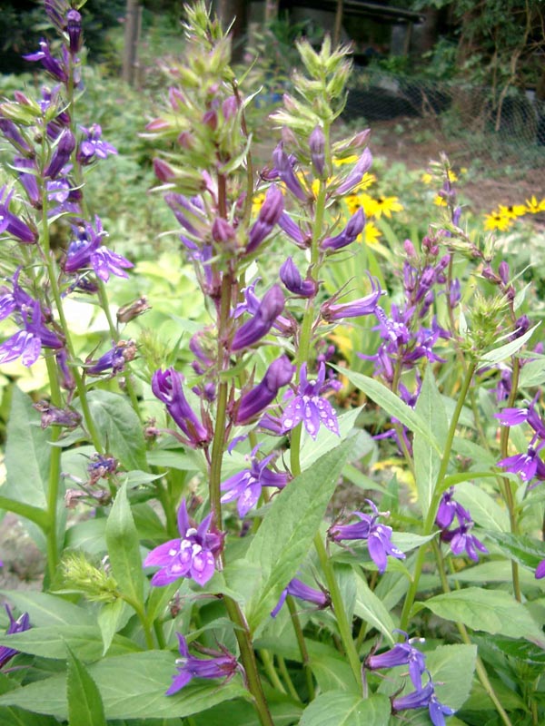 Lobelia x gerardii (Staudenlobelie)