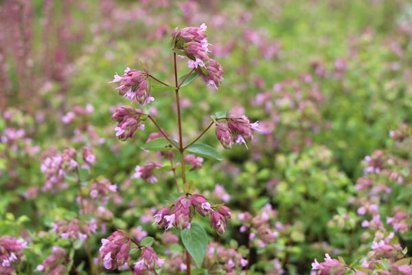 Origanum rotundifolium 'Hopfenblüte' (Hopfen-Dost)