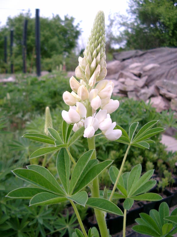Lupinus Russell-Sorte ’Fräulein’ (Lupine)