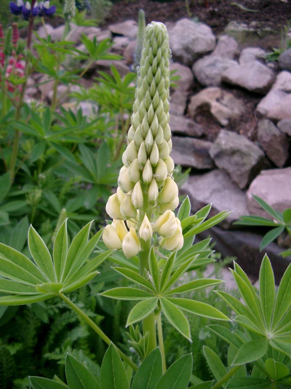 Lupinus Russell-Sorte `Kronleuchter` (Lupine)