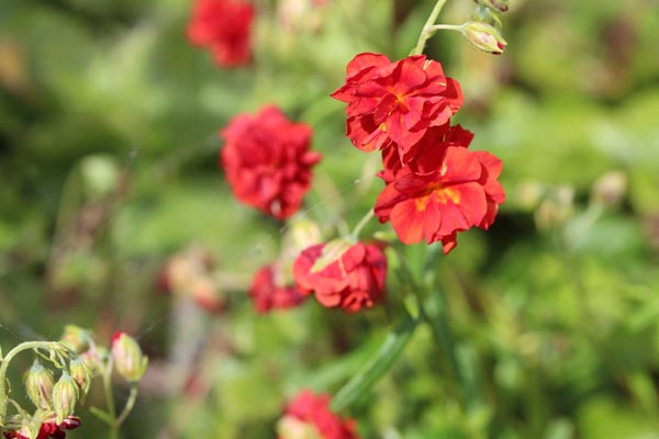 Helianthemum x cultorum 'Rubin' (Rot-gefülltes Sonnenröschen)