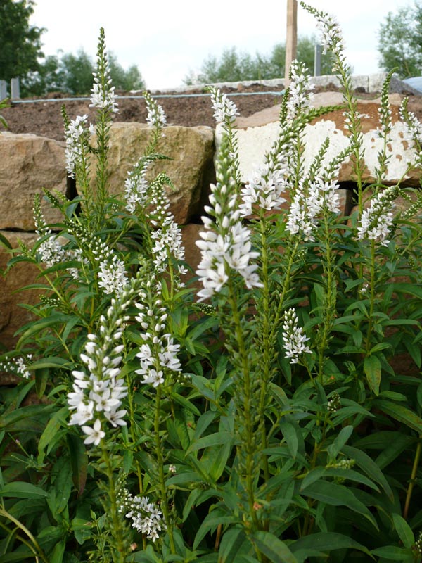 Lysimachia clethroides (Schneefelberich)