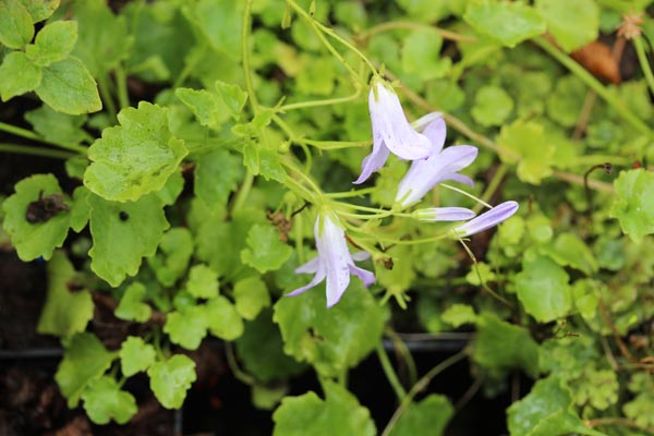 Campanula portenschlagiana (Dalmatiner Polster-Glockenblume)